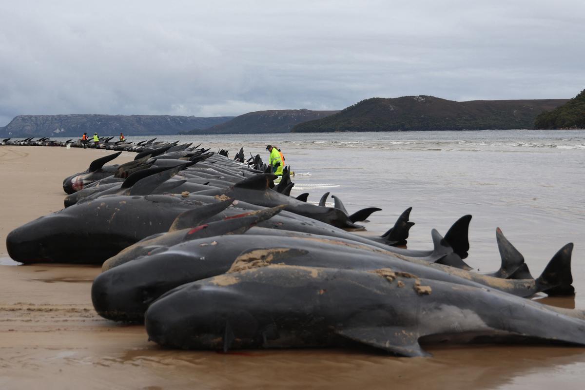 Personal de los servicios estatales de vida salvaje de Tasmania examinan los cadáveres de casi 200 ballenas piloto halladas en Macquarie Heads, en la costa oeste de Tasmania, el 23 de septiembre del 2022.