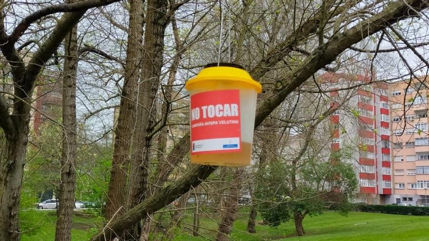 Castrillón se moviliza contra la avispa asiática: 80 trampas para erradicar la especie invasora