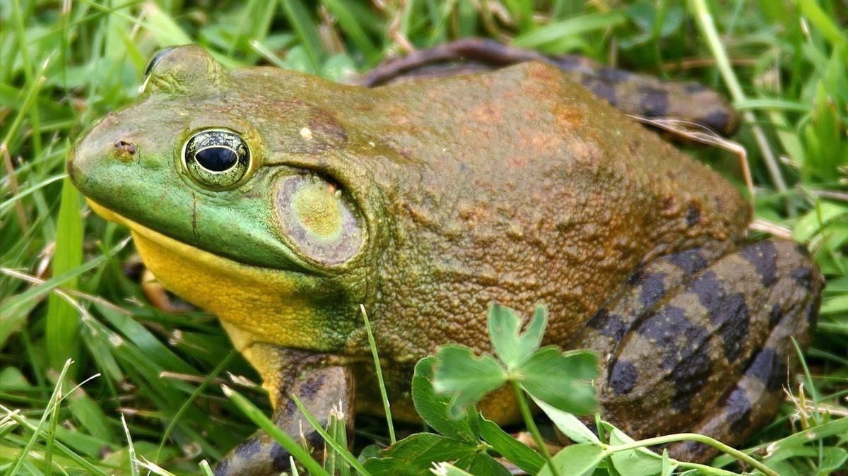 zentauroepp44173467 rana toro lithobates catesbeianus180802182122 zentauroepp44173467 rana toro lithobates catesbeianus180802182122