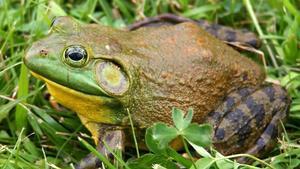 zentauroepp44173467 rana toro lithobates catesbeianus180802182122