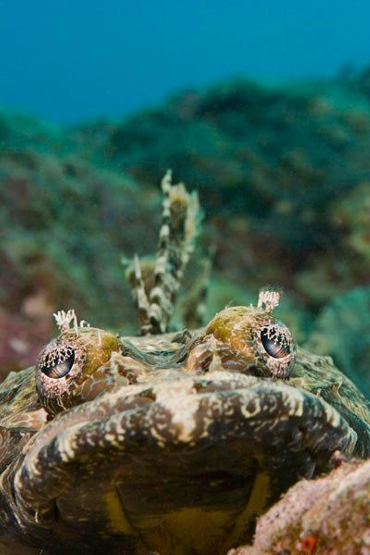 Pez conocido como Crocodilefish (Cymbacephalus beauforti), en Yap, Estados Federados de Micronesia.