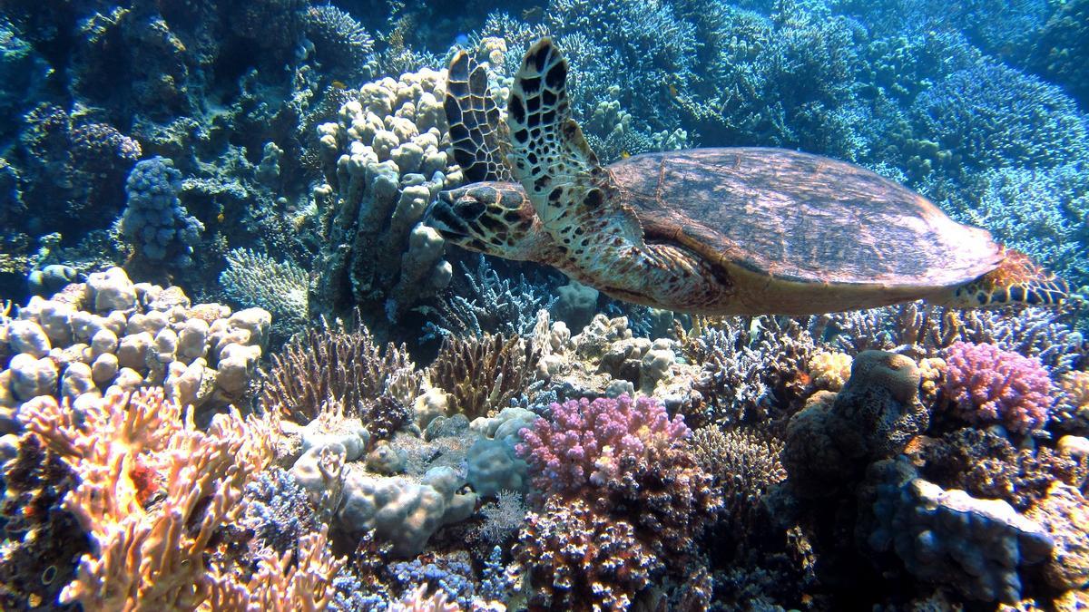 Pablo Dive denuncia el maltrato que sufren las tortugas marinas en Canarias.