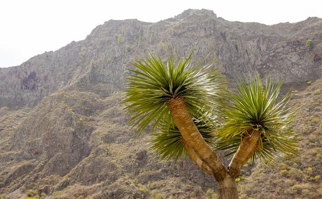 Draco y vistas de barranco Guayadeque