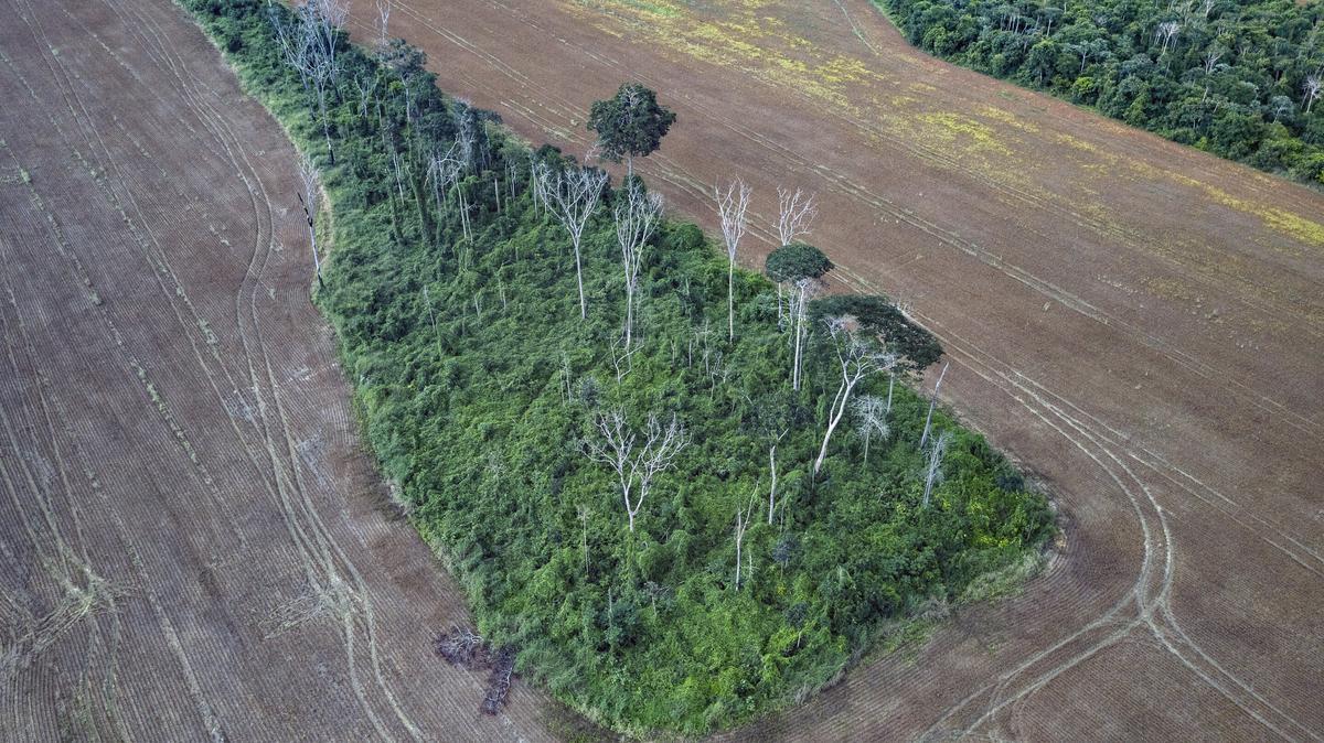 Foto tomada en 2019, cuatro años después de que un incendio afectara este fragmento de bosque, que anteriormente también se vio afectado por múltiples perturbaciones antropogénicas, incluida la tala selectiva, los efectos de borde y los incendios
