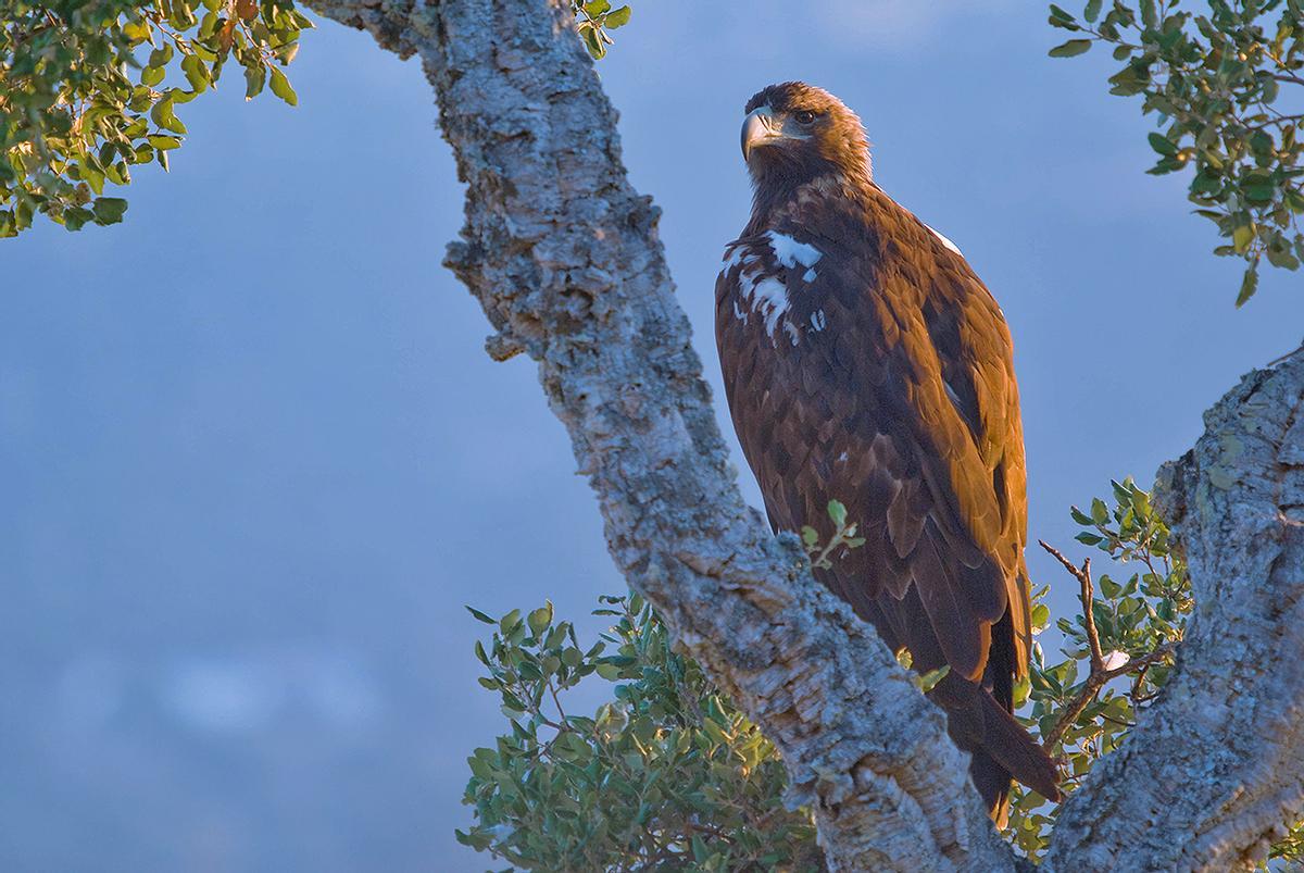 Águila Imperial Ibérica.