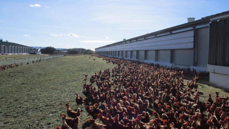 Huevos Guillén logra 184 millones de facturación y abrirá otra granja en Teruel