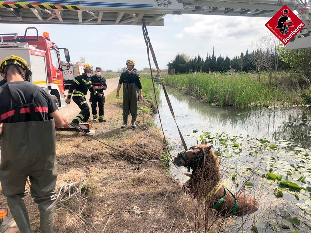 Los bomberos salvan a un caballo que cayó a una acequia del Marjal de Pego