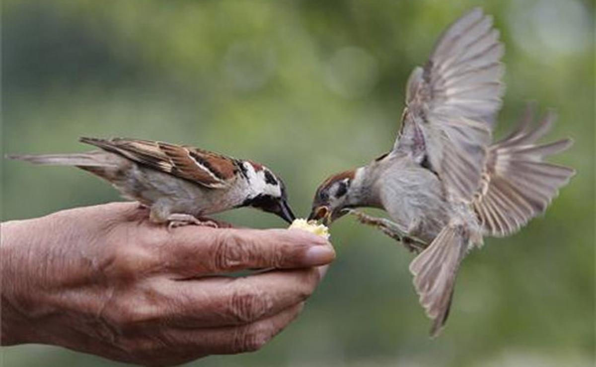 Dos pardals mengen de la mà d’una persona en un cèntric parc de Tòquio (Japó).