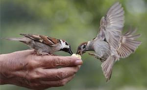 Dos pardals mengen de la mà d’una persona en un cèntric parc de Tòquio (Japó).