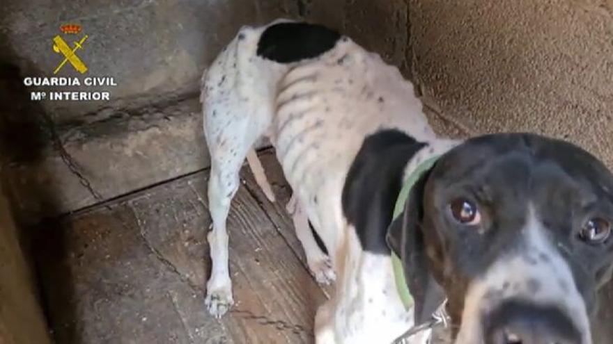 Maltrato animal en Canarias: Detenida una persona y otra investigada por  tener 38 perros y seis cachorros en malas condiciones en Gran Canaria