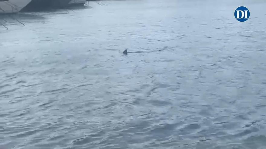 El tiburón sigue nadando en Ibiza, esta vez por Marina Ibiza