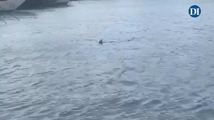 El tiburón sigue nadando en Ibiza, esta vez por Marina Ibiza