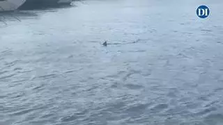 El tiburón regresa al puerto de Ibiza: "Acabará muriendo"