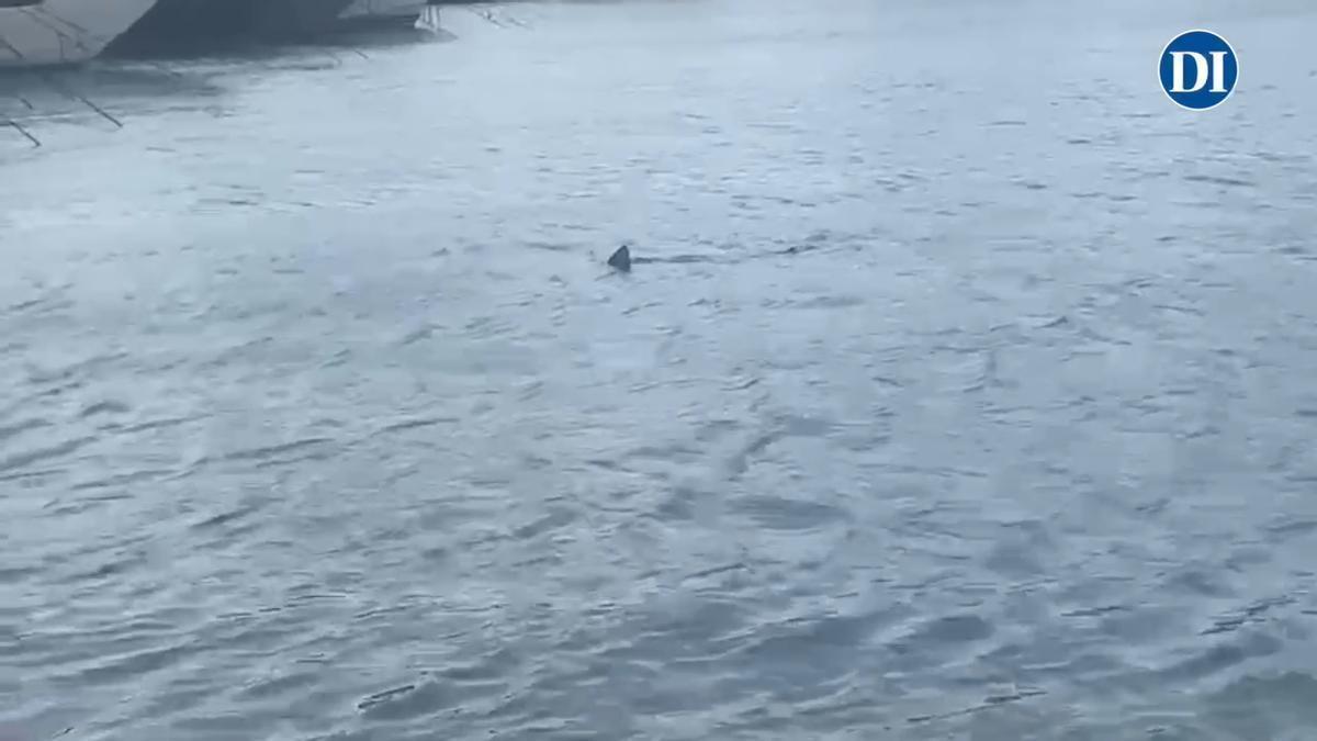 El tiburón sigue nadando en Ibiza, esta vez por Marina Ibiza