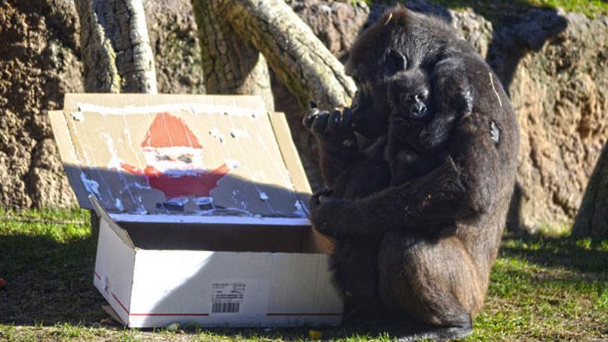 La Navidad comprometida con la naturaleza de BIOPARC Valencia