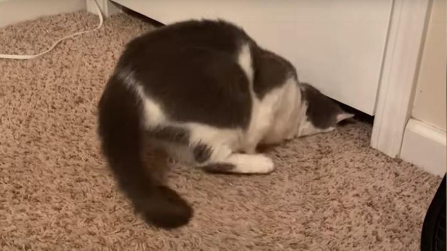 El gato que se cuela bajo una puerta cerrada se vuelve viral en las redes.