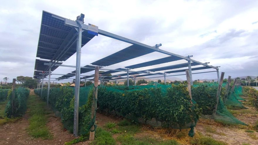 Placas solares que dan sombra a los viñedos de Alicante