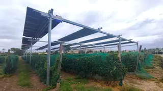 Placas solares que dan sombra a los viñedos de Alicante