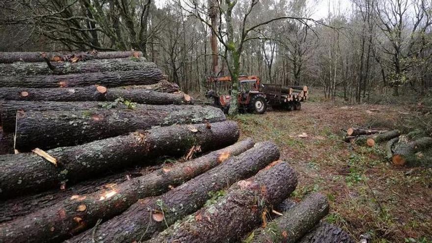 Culleredo inspecciona una tala por su posible afectación al entorno del Rego das Xesteiras