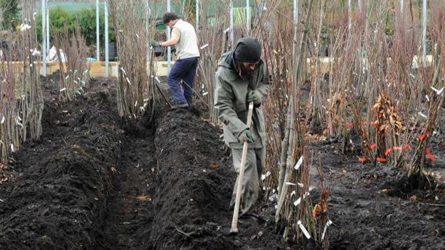 Algunos de los trabajadores de Hifas da Terra trabajan en la sede de Bora. // Rafa Vázquez