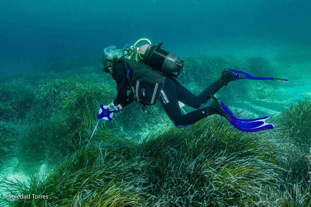 Estudio GEN GOB 2025 posidonia océanica en Pitiusas Estudio GEN GOB 2025 posidonia océanica en Pitiusas