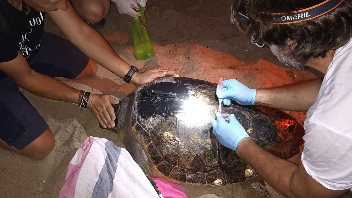 Técnicos del Oceanogràfic examinan a la tortuga "Caretta caretta"