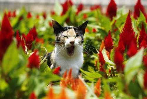 A cat yawns at Kennedy Park in Miraflores district, in Lima