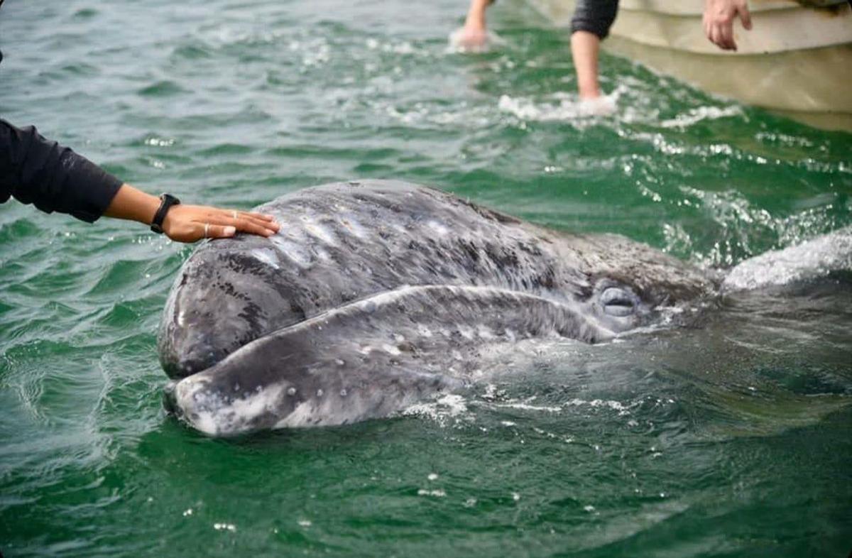 Ballenas grises, México