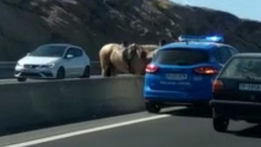 Un caballo suelto por la autopista en Tenerife