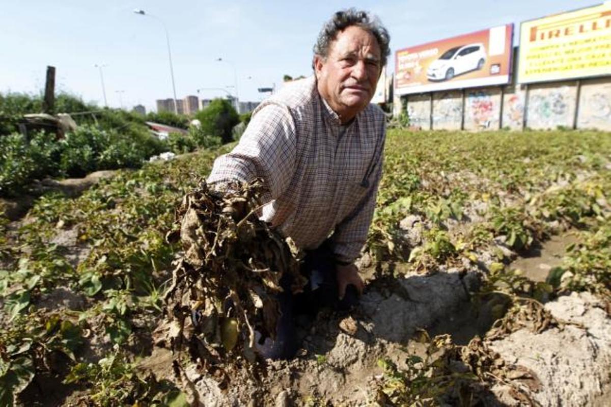 Teodoro Cabrejas, en la pequela parcela situada junto al cementerio de Benimaclet.