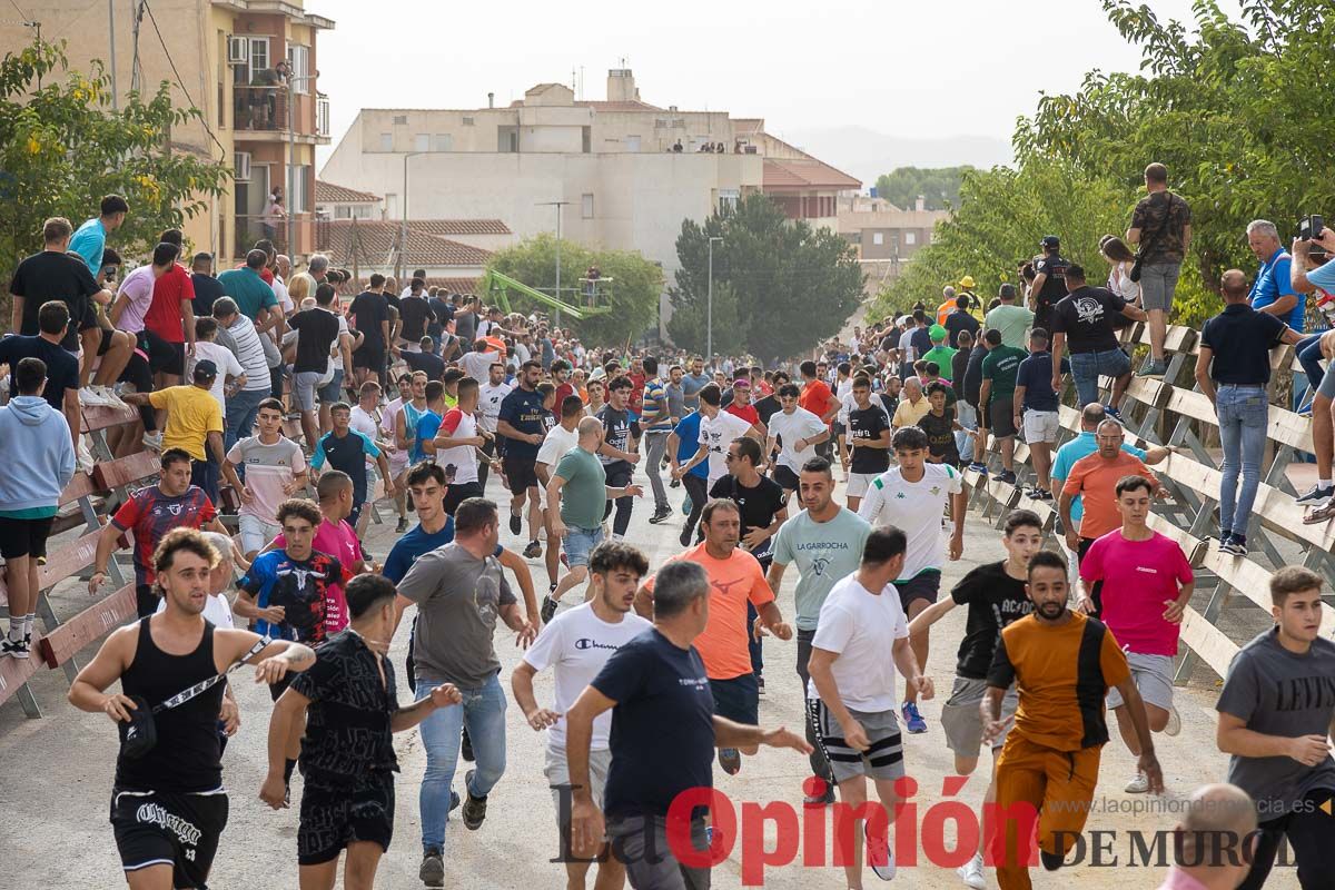 Primer encierro de la Feria Taurina del Arroz en Calasparra