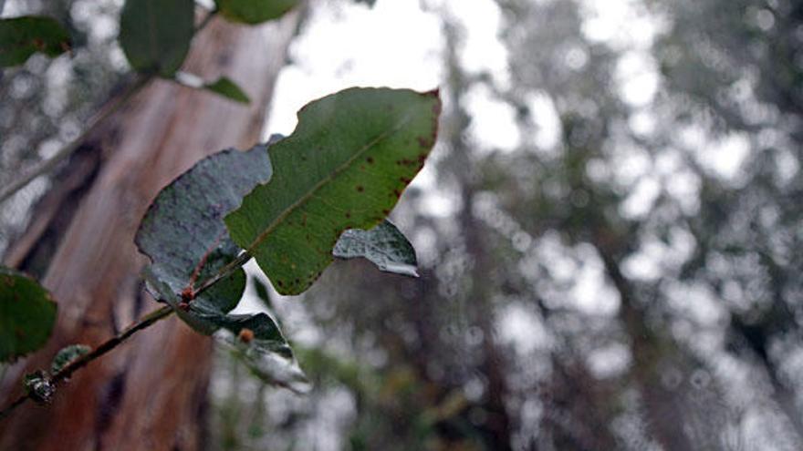 Medio Rural lucha con un insecto contra la plaga del eucalipto en Tabeirós-Montes