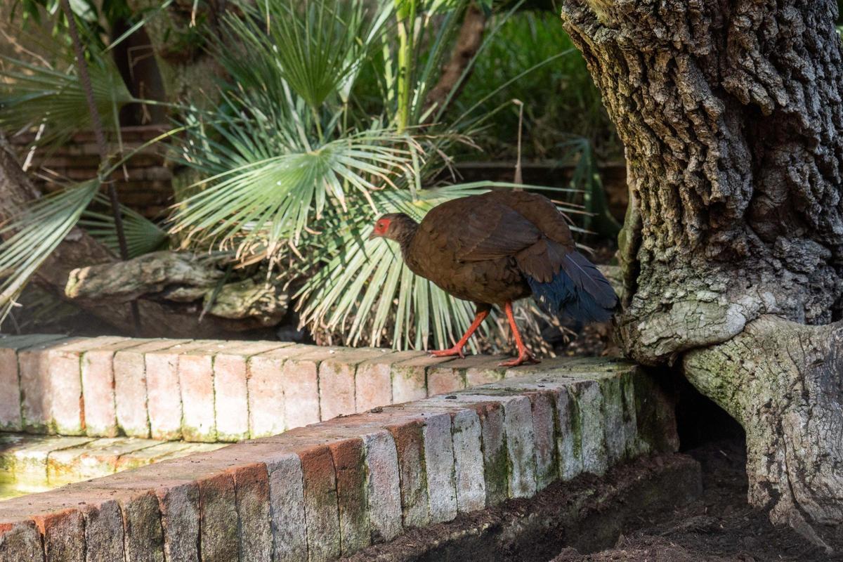 La de hembra faisán de Edwards en Bioparc.