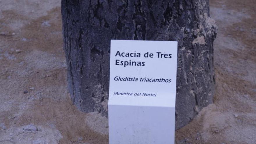 Ponen nombre a los árboles del Malecón - La Opinión de Murcia