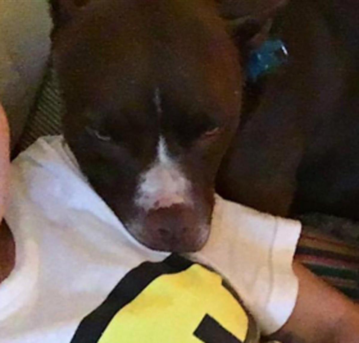 Perro Miley Cyrus con cara de cansado
