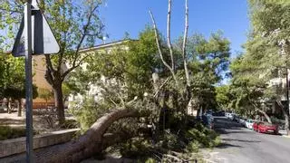 Una mujer resulta herida tras caerle encima un árbol en un barrio de Zaragoza