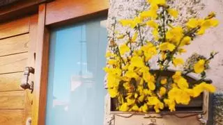 ¿Por qué es tradicional colocar "ramas de xesta" en las puertas de las casas durante el mes de mayo en Galicia?