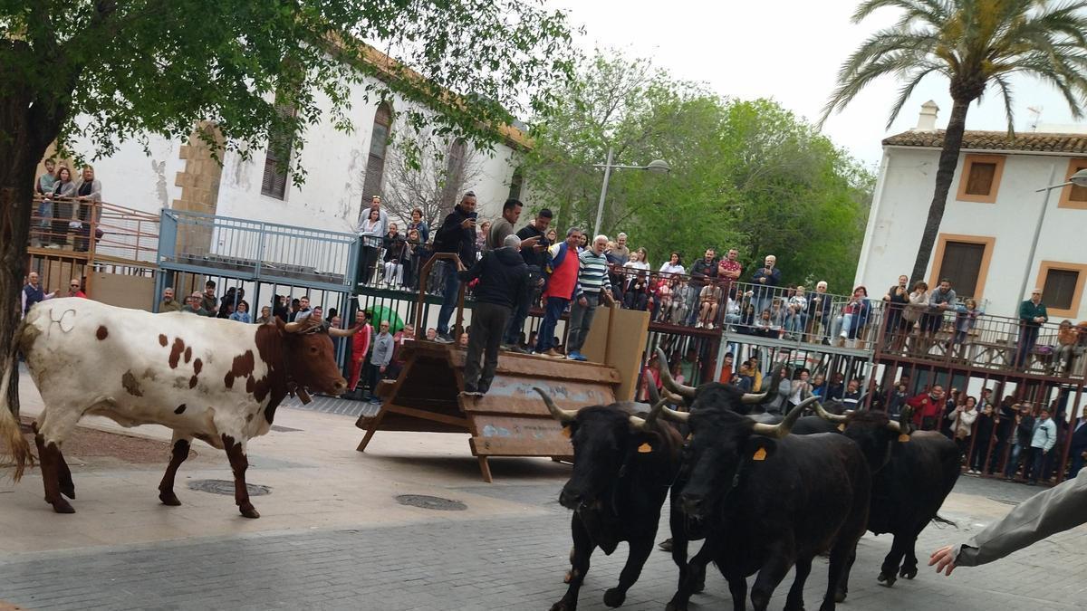 Los "bous al carrer" de las fiestas del Nazareno de Xàbia