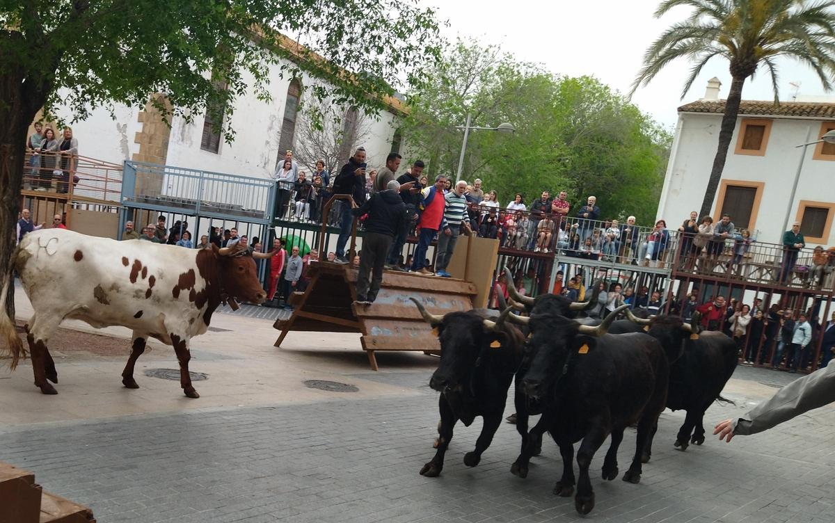 Los "bous al carrer" de las fiestas del Nazareno de Xàbia