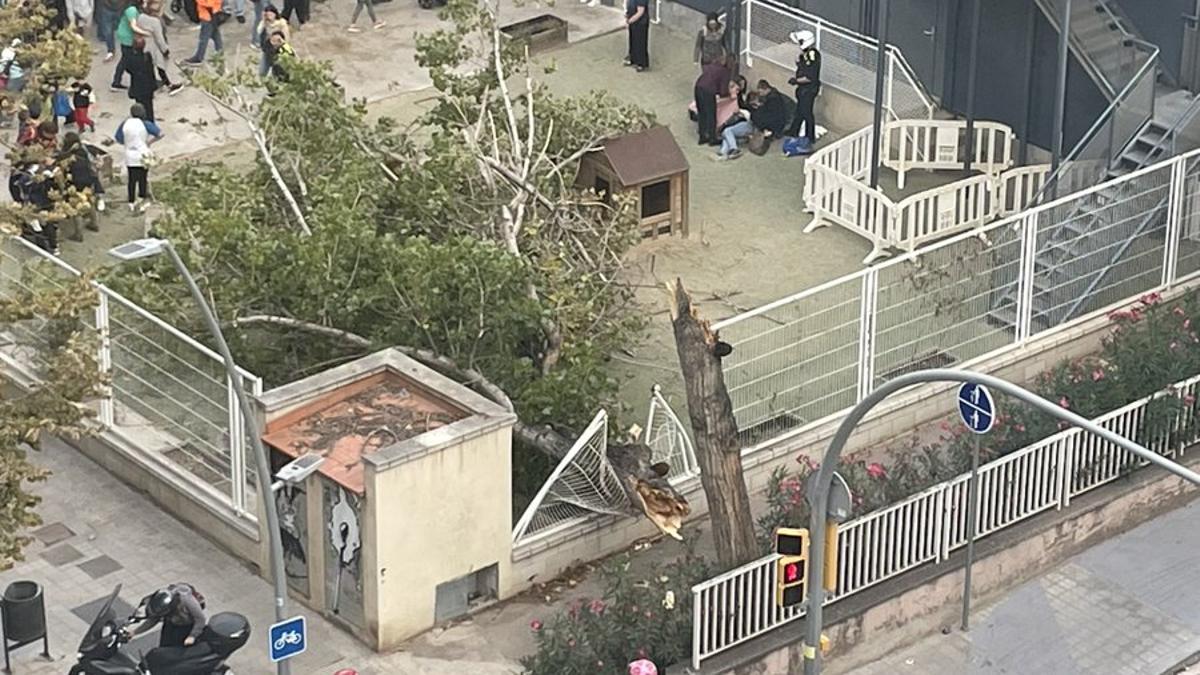 Imatge d'un arbre caigut al pati de l'escola 30 Passos del barri de la Sagrera de Barcelona