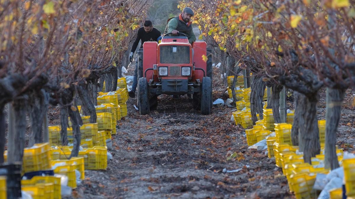 La agricultura ecológica está extendiéndose por toda la geografía alicantina