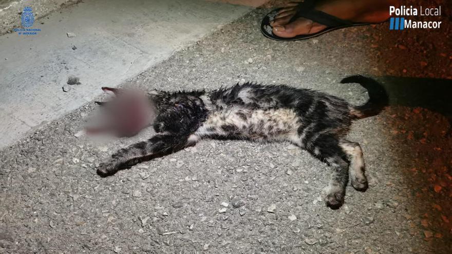 Cuatro jóvenes torturan hasta la muerte a un gato en Manacor