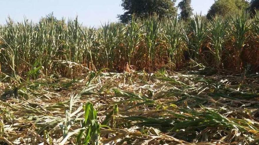 El jabalí destroza dos fincas en Arnego  |  Dos fincas de maíz, ubicadas en el lugar de Toiriz en la parroquia rodeirense de Arnego, sufrieron cuantiosos daños producidos por el jabalí. Su dueño tiene pensado presentar una denuncia durante la jornada de hoy. Los ganaderos y agricultores de la comarca se quejan de las excesivas pérdidas en estos cultivos debido al ataque de estos animales y por la sequía.