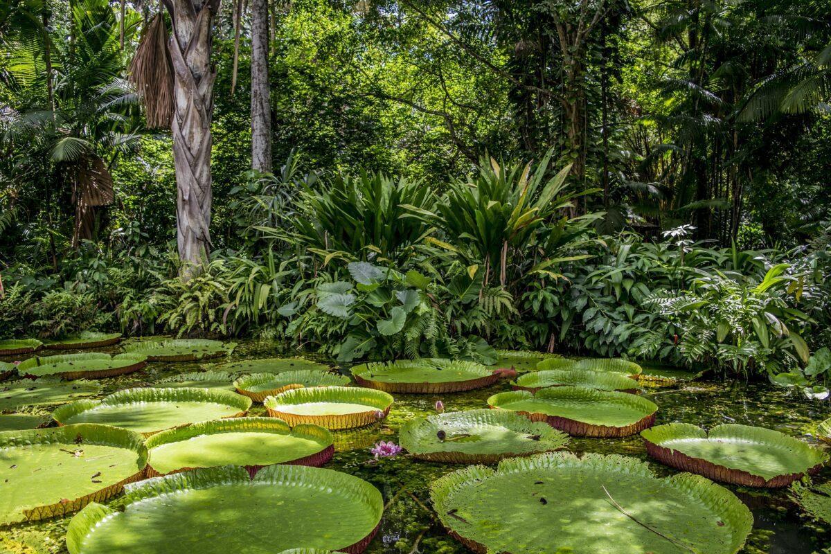 El planeta, en jaque: los bosques tropicales absorben cada vez menos CO2