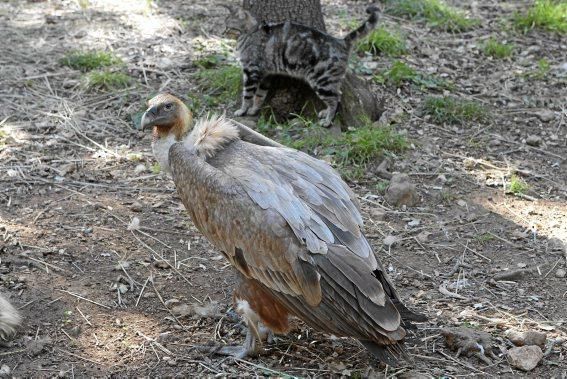 Der Bestand der Tiere ist zwar gesichert, aber die Stiftung, die sie betreut, sucht deutschsprachige Helfer.