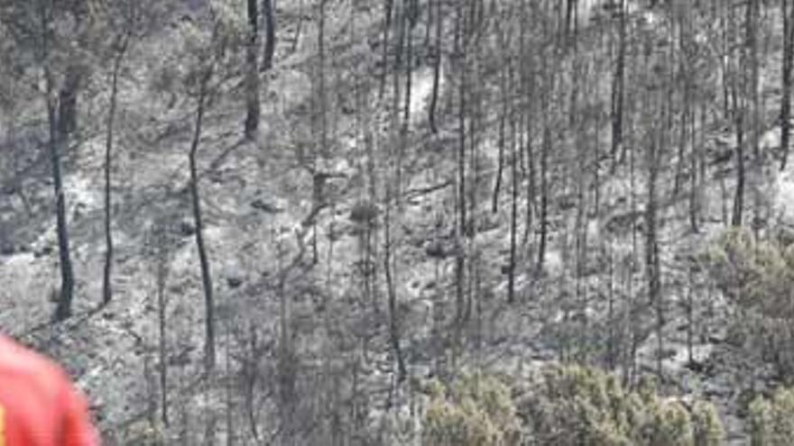 Un miembro de la Unidad Militar de Emergencias (UME) ante la masa forestal devastada.