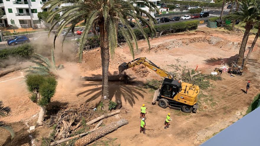 Conflicto en un complejo de apartamentos de Playa del Inglés por la tala de cuatro palmeras y dos araucarias