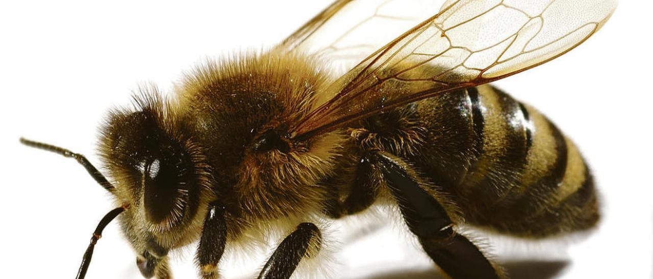 Abejas asturianas en Japón