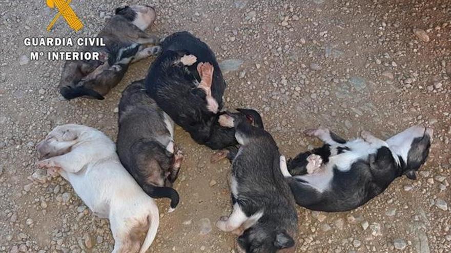 Investigado por delito de maltrato animal y la muerte de 7 cachorros