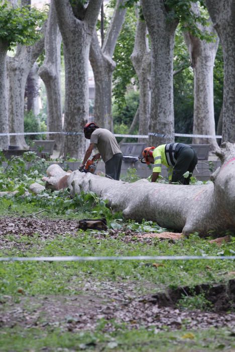 Cau un plàtan de 62 metres al parc de la Devesa